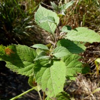 Gymnanthemum pectiniforme (DC.) H.Rob.
